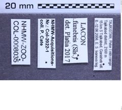 Etikette zu Lacon funebris (Solsky, 1881) (NHMW-ZOO-COL-0008035)